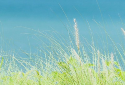 ​秋天田野里的景色作文600字（秋天的田野优秀作文）