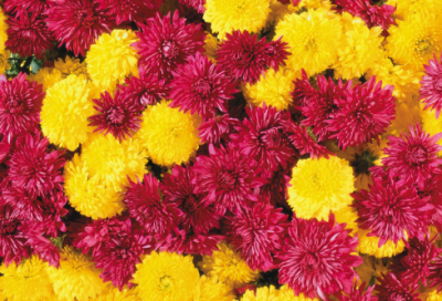 ​逆行者作文疫情(最美逆行者议论文800字)