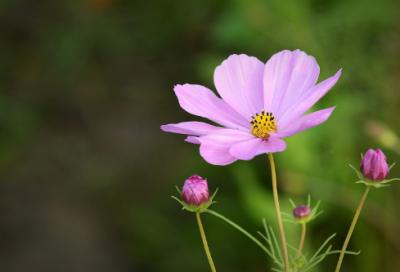 ​八月十五的来历（中秋节的来历简短30字）
