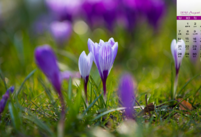 ​再别康桥赏析与评价（再别康桥原文解析）