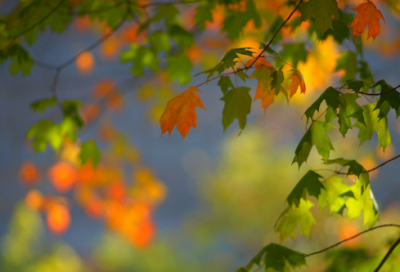 ​一件傻事作文范文