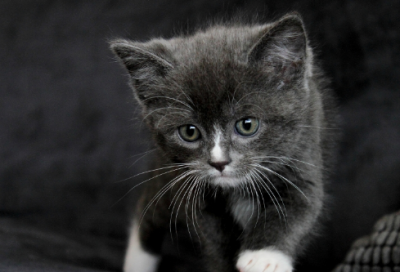 ​巧诈不如拙诚什么意思（巧诈不如拙诚的道理）