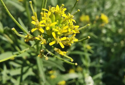 ​个人转租租房合同范本