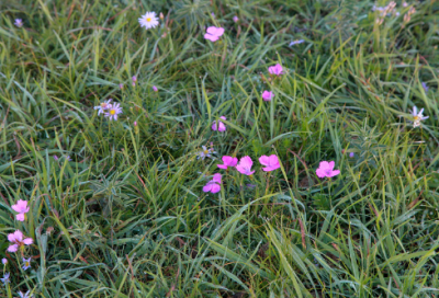 ​《高阳应》阅读题及答案