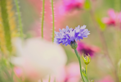 ​商业房屋租赁合同范本