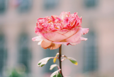 ​办公室秘书实习报告优秀