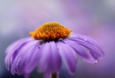 ​少年派的奇幻漂流影片影评心得