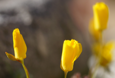 ​图形的变换一等奖说课稿