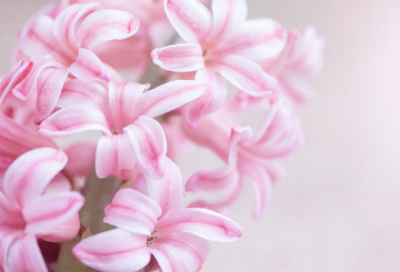 ​七年级下册 《爸爸的花儿落了》一等奖说课稿