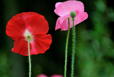​深圳市个人租房合同合集大全