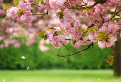 ​红楼梦读书心得