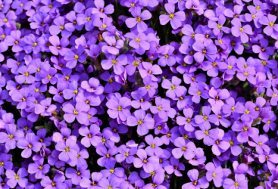 ​光棍节促销活动开展形式有哪些