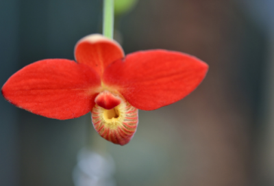 ​清明节祭祀寄语大全