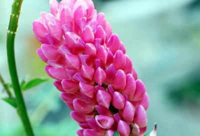 ​湖南卫视变形记观后感优秀