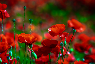 ​光棍节活动内容策划