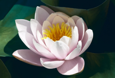 ​领导力组织力执行力心得体会