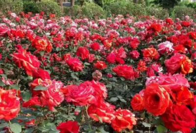 ​写给未来自己的一封信百字