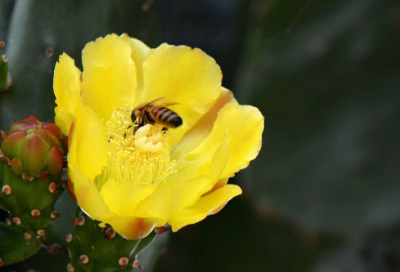 ​早行陈与义阅读答案