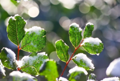​在烈日和暴雨下是骆驼祥子的第几章