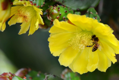 ​醉落魄咏鹰阅读答案