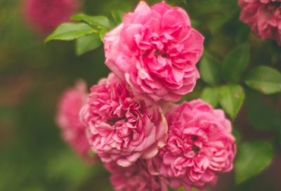 ​情人节暖心短句文案199个