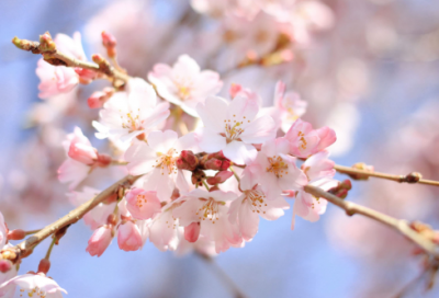 ​就职演讲稿内容分享