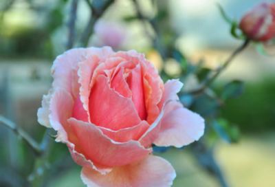 ​当选感言简短182个