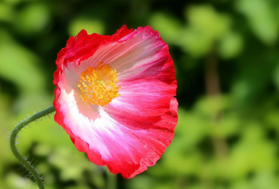 ​佛诗禅词100首短篇