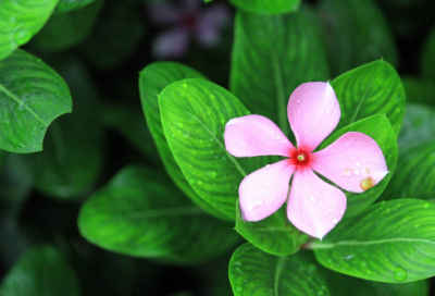 ​适合清明节发的朋友圈说说心情短语213句