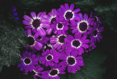 ​二年级下册第2课找春天生字词