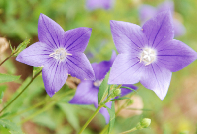 ​现代诗大全100首超短