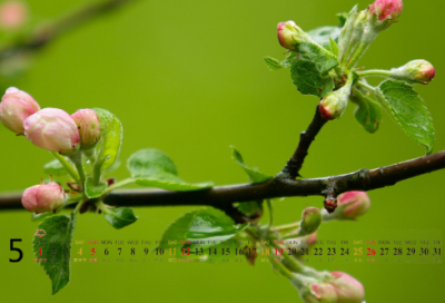 ​爱的教育观后感300字5篇