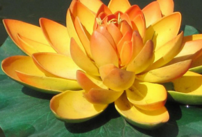 ​对老师的赞美的话187个