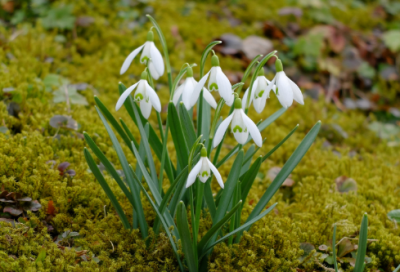 ​左旋肉碱评价好评50字136条