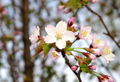 ​桃花源记中的一词多义