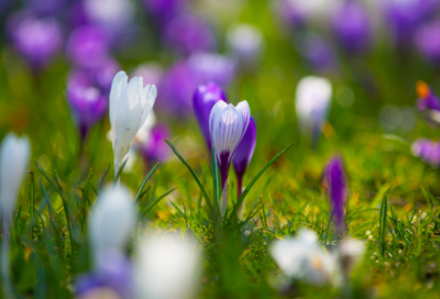 ​下册四年级语文挑山工生字组词词语解析