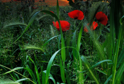 ​畅谈中国梦演讲稿3分钟精选