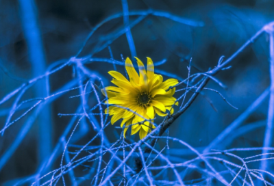 ​赞美老师的诗句194个