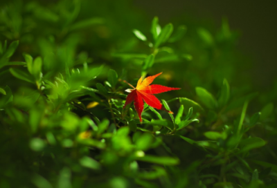 ​八月的说说181个