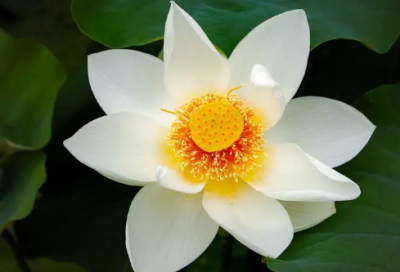 ​适合端午节发朋友圈的文案209个