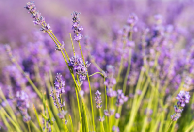 ​赞美姑娘漂亮的话216个