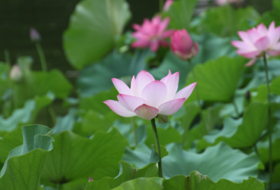 ​山水题画诗100首名句