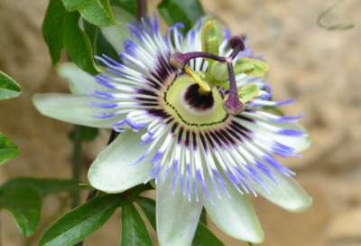 ​现代诗精选100首欣赏