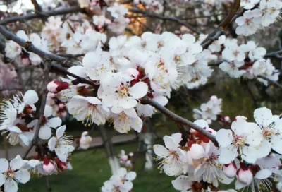 ​元旦发朋友圈的说说215句