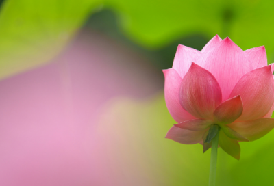 ​秋天的怀念阅读答案