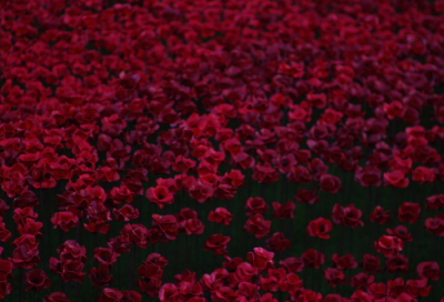 ​周末见闻周记