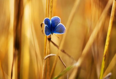 ​感动中国年度人物叶连平先进事迹有感