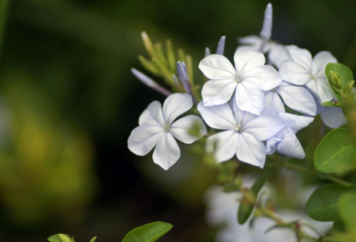 ​意大利比萨斜塔的介绍