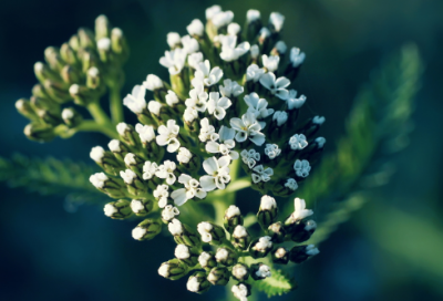 ​陈涉世家后续及翻译