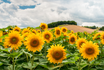 ​又见炊烟升起猜谜语